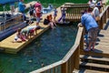 Visitors Feeding Carp Fish